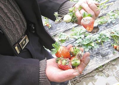 老天落淚農夫鎖眉 浙江一些農作物損失慘重(圖)