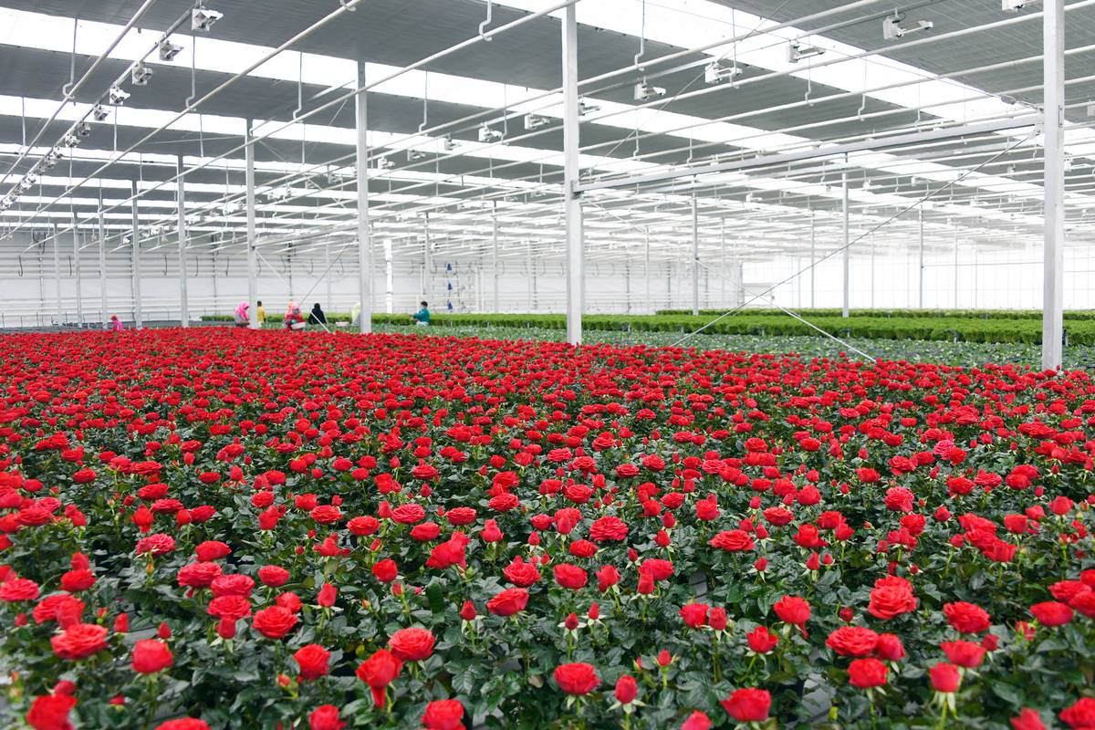 蘭州新區現代農業示范園種植的玫瑰(3月12日攝).