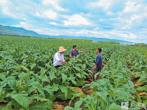 江川區積極調整星云湖徑流區作物種植結構