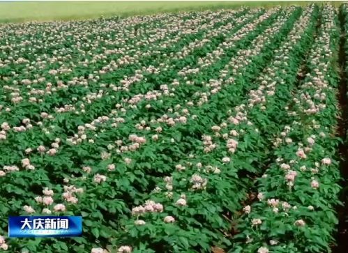 大慶市經濟作物種植面積突破79萬畝