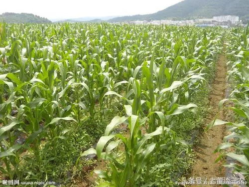 2017年玉米補(bǔ)貼詳細(xì)講解,農(nóng)民 種地要看