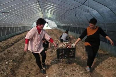湘潭:韶山年輕人把種植“赤松茸”做成產業,好吃還可以扶貧