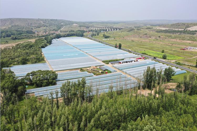 河北尚義:發展設施農業 助力鄉村振興_種植