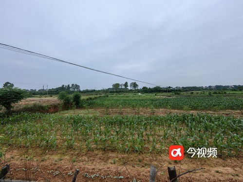 現實版 改稻為桑 南昌進賢縣數百畝耕地種滿桑樹復耕難鳳凰網江西 鳳凰網