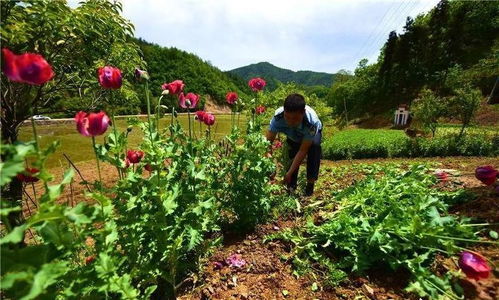提醒 2021年禁止播種,農村5種作物全砍 一旦發現面臨罰款