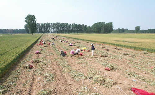 河南蘭考縣大蒜種植基地豐收忙 農(nóng)戶增收致富有保障