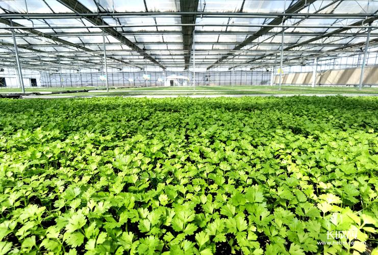 沽源北菜農業開發蔬菜基地一角.梁志剛攝