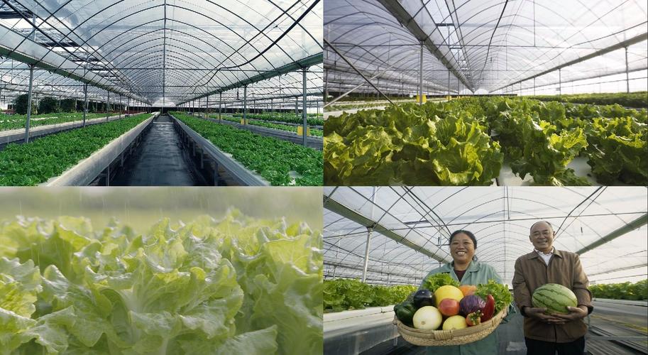 現代化農業蔬菜大棚種植