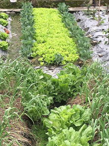 能幫你不用藥種菜的 神隊友 共榮植物栽培法