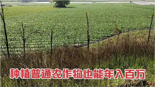 廣西老板投資很成功,大規模種植普通農作物,年賺百萬,可以照做