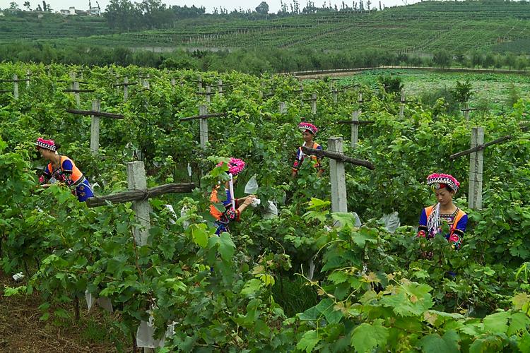 農業保險中種植業保險一般包括 農業保險種植業