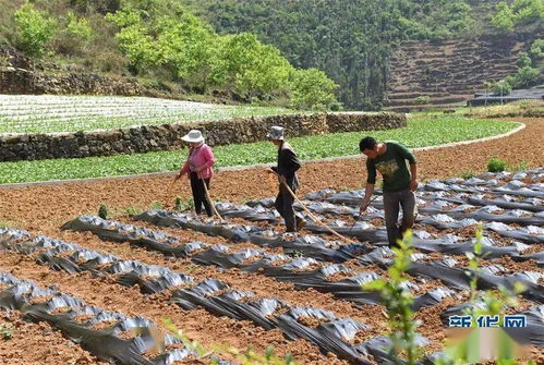 炸石造地10多萬畝,懸崖中開挖3000多公里路 云南西疇提前摘掉 貧困帽