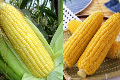 【圖】玉米的功效與作用 常見卻不尋常的長壽食物