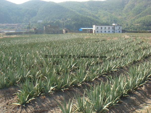 開發有限公司是一家集蘆薈種植,產品開發與銷售為一體的農業龍頭企業