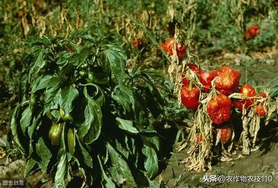 反季節大棚辣椒種植,該如何防治萎蔫、早衰現象呢?