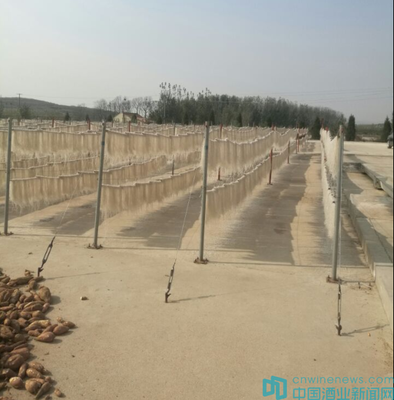 堅持自然農法,打造綠色生態農產品