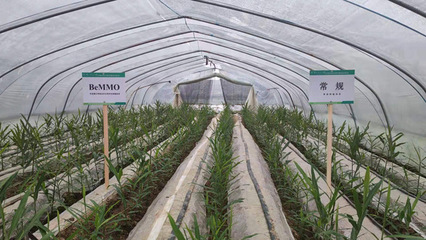 植保學院郭堅華教授團隊技術創新成果推動生姜產業綠色高產