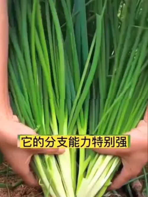 8月種蔥,9月種蒜正是種蔥的季節(jié) 優(yōu)質(zhì)農(nóng)產(chǎn)品 陽(yáng)臺(tái)種菜 三農(nóng)