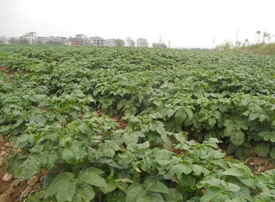 黃平:舊州鎮(zhèn)1.6萬(wàn)畝高效農(nóng)業(yè)種植助農(nóng)增收