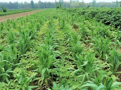 農(nóng)民種植特色蔬菜,生長(zhǎng)期70天,3畝收入60000元