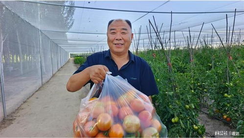 田脊梁有機蔬菜共享項目開啟綠色農業嶄新篇章