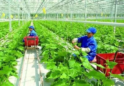 種植什么農作物致富好--探尋可持續農業的奧秘