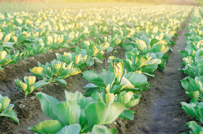 農(nóng)作物,田地,農(nóng)業(yè),種植園,甘藍(lán)