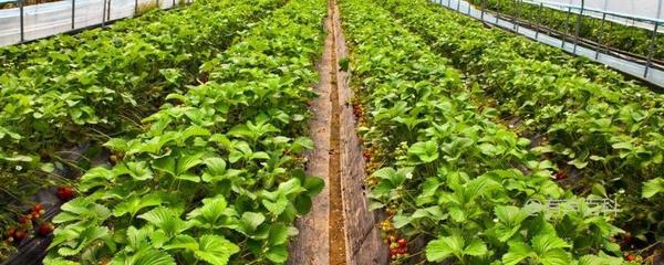 農(nóng)民如何通過(guò)種植致富?視頻解析最佳農(nóng)作物選擇與種植技術(shù)
