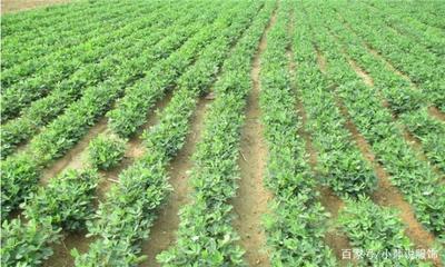 花生種植需要注意什么?注意種植條件非常重要