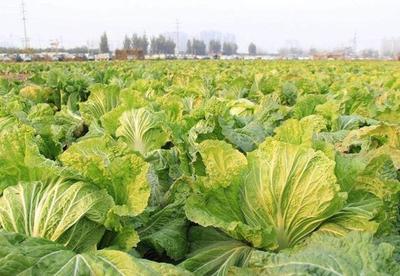 立秋之后農(nóng)民可以種植哪些蔬菜?除了蘿卜和白菜外,這些也適合