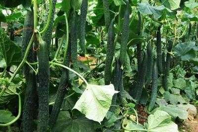谷雨種植什么農(nóng)作物