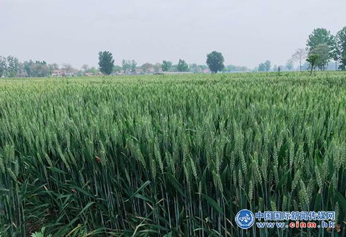 運用ls量子微生物技術(shù),助力健康農(nóng)業(yè)發(fā)展