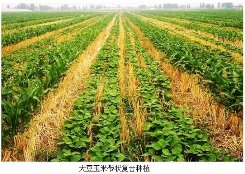 大豆玉米帶狀復(fù)合種植田雜草防控技術(shù)
