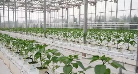 干貨|有機蔬菜種植實施方案與有機肥補貼出爐了!