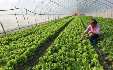 重茬能造成哪些嚴(yán)重的后果呢?