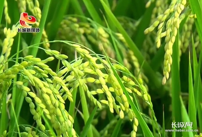 河北:秋季農作物豐收在望 種植結構明顯優化