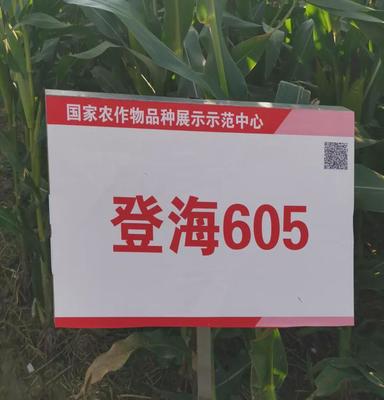智慧產糧、科學減損 托普助力中國飯碗裝滿優質糧