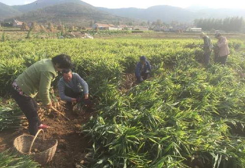 農民種這個農作物,畝產7000斤一畝地收入過萬元