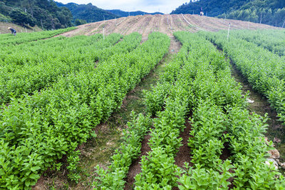 枸杞種植基地