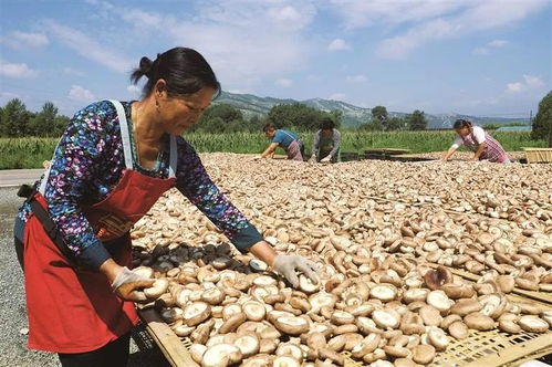 種下食用菌 撐開 致富傘 我市特色農產品產業鏈微觀察 蘑菇篇