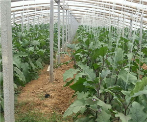 許昌農作物基地,河南農作物開發,許昌最大的種植基地