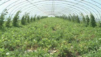 脫貧致富,選擇正確的種植項目