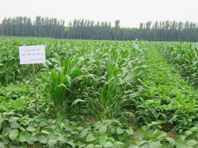 大華寶來玉米大豆帶狀復(fù)合種植氣吸式精量播種機