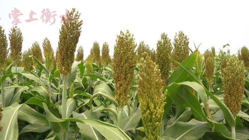 景縣 推廣種植抗旱作物 實現(xiàn)農(nóng)業(yè)節(jié)本增效
