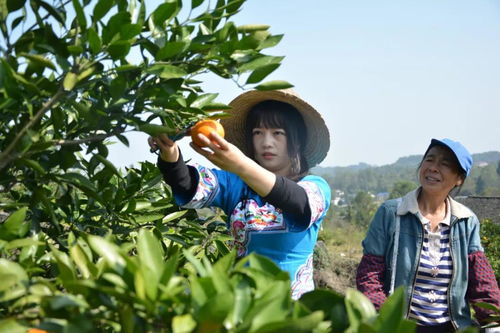 張家界電商開展 訂單助農(nóng) 消費扶貧活動