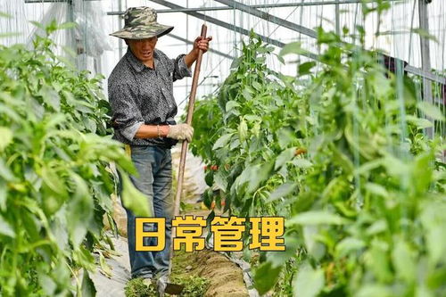 冬茬大棚蔬菜種植環境惡劣,如何做到高產 優質 2方面必須做到