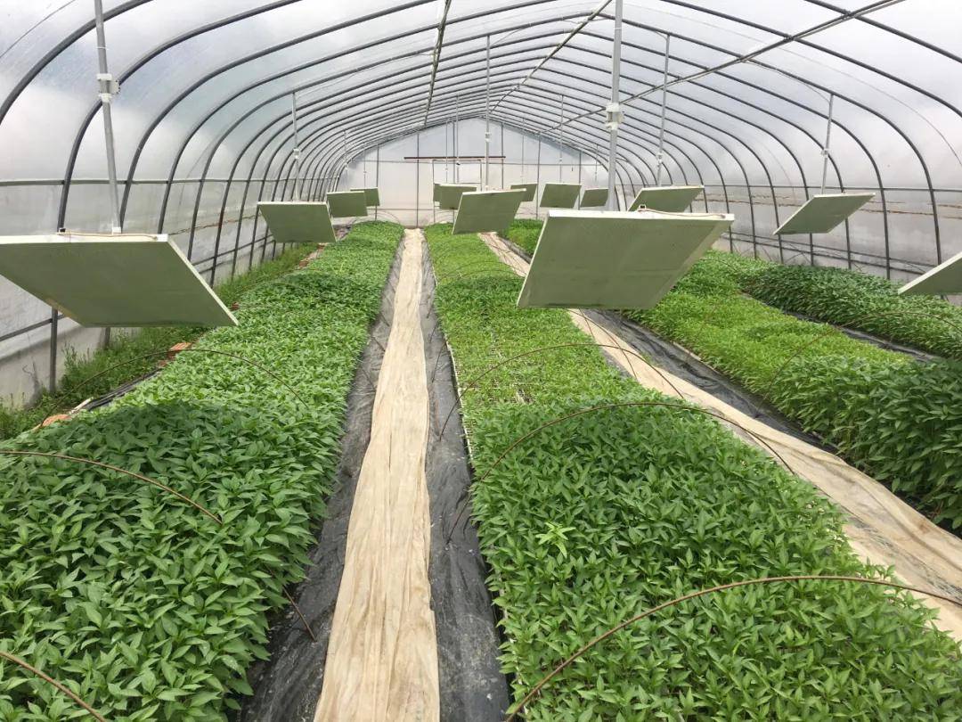 地熱農業種植不僅幫助農作物在反季節上市,也降低了使用*催熟農產品