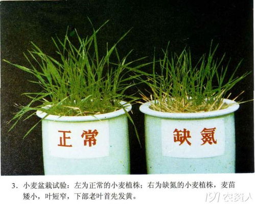缺少根元素怎么解決 作物缺少氮磷鉀的癥狀識別