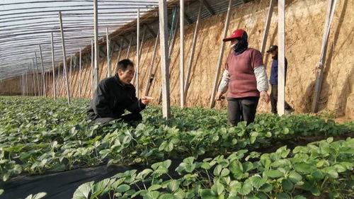 45秒 寒潮來襲 看濰坊昌邑如何為設施農業 防寒保暖