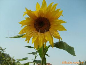 新鮮蔬菜 北京興龐農業有限責任公司